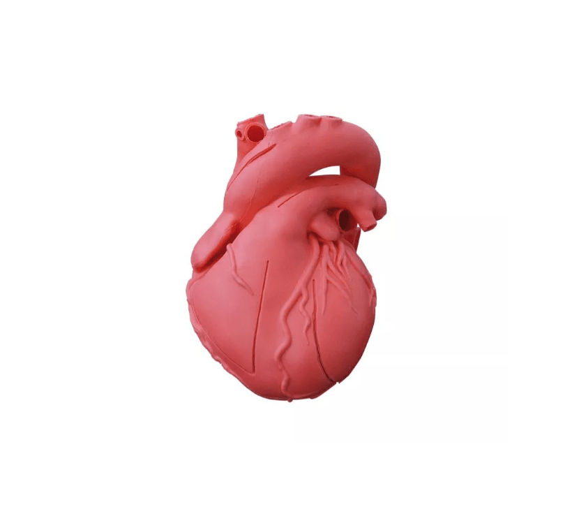 Herzmodell, flexibel, didaktische Ausführung - Erler - Zimmer